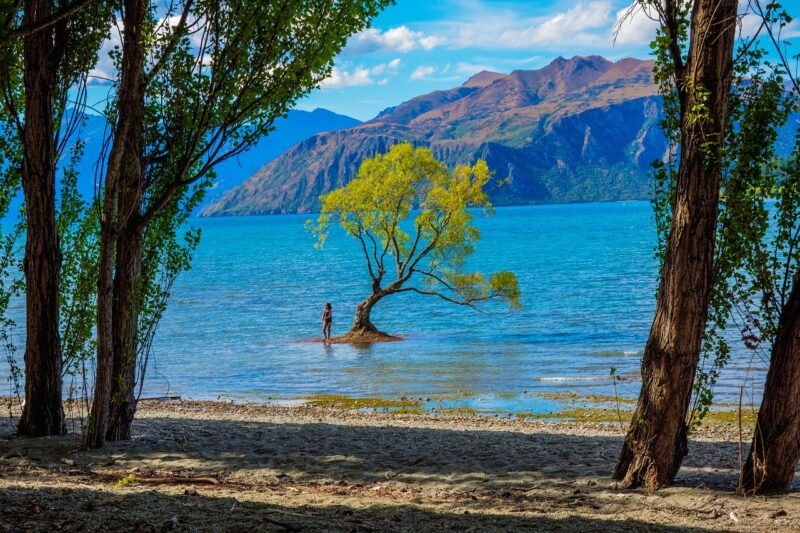 Árbol solitario en el Lago Wanaka - Nueva Zelanda