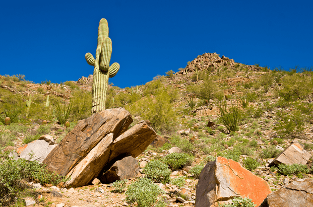 EL LADO CREATIVO DE PHOENIX