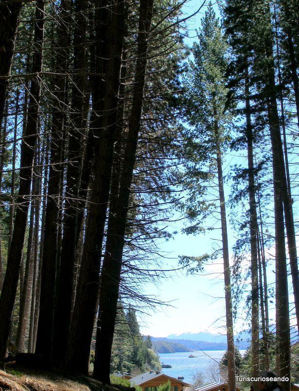 Vivero de coniferas en Isla Victoria, Bariloche. 