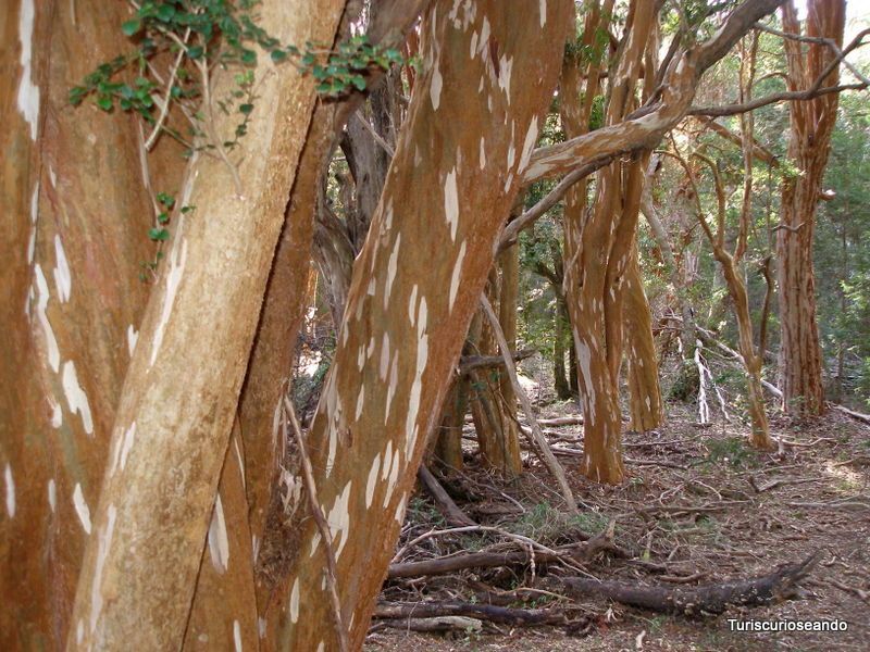Excursión a Isla Victoria y el último Bosque natural de Arrayanes