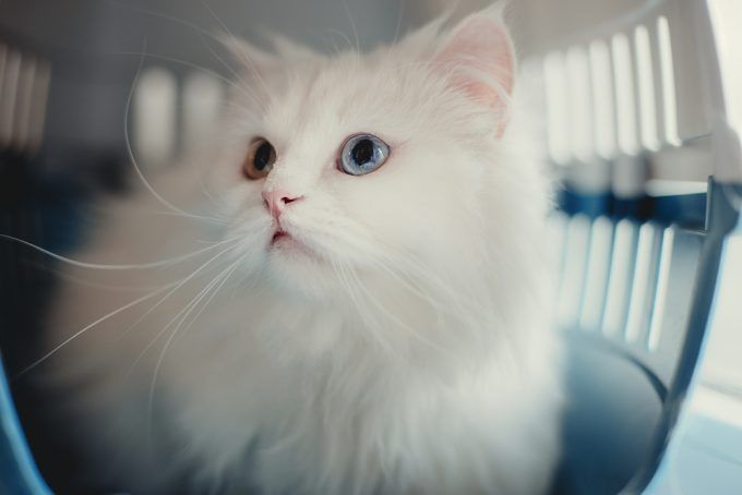 Consejos para tener un feliz viaje con tu gato