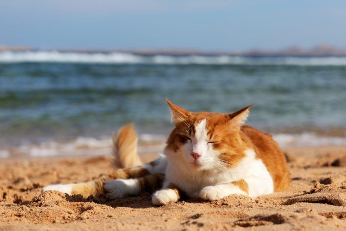 Consejos para tener un feliz viaje con tu gato