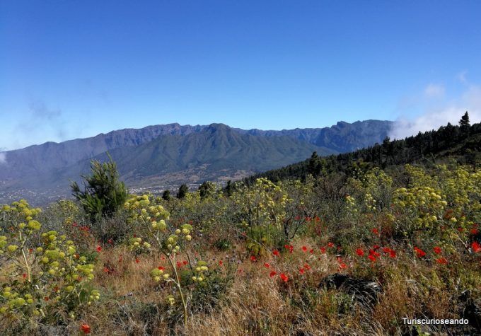 La Palma: coladas de San Juan y el Corazoncillo en flor