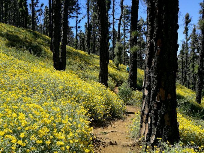 La Palma: coladas de San Juan y el Corazoncillo en flor