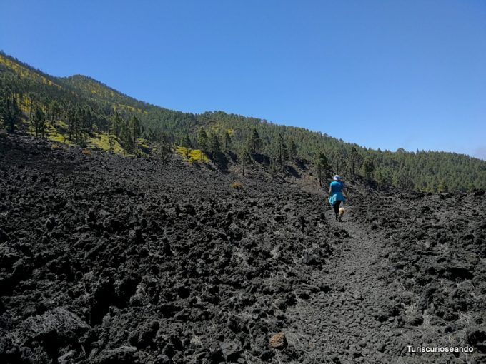 La Palma: coladas de San Juan y el Corazoncillo en flor