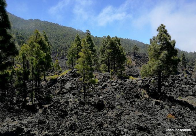 La Palma: coladas de San Juan y el Corazoncillo en flor