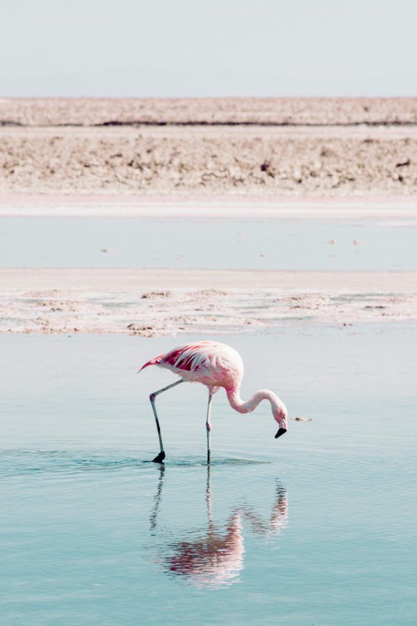 El Salar de Atacama en San Pedro de Atacama