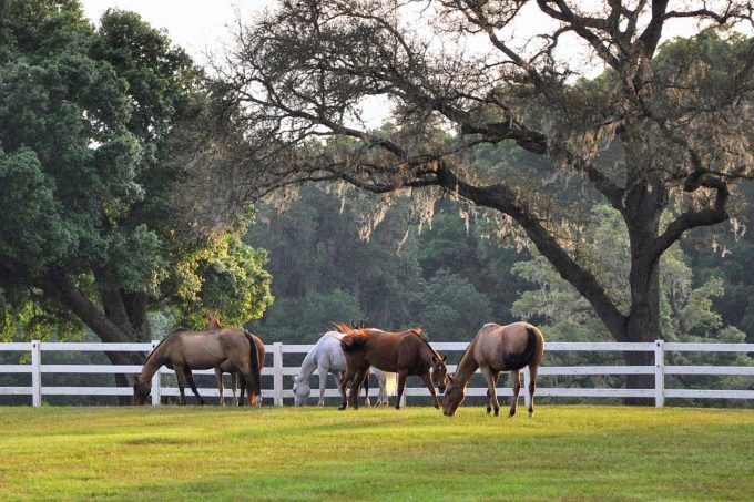 Recorrer Florida: ruta 3, desde Orlando hasta Ocala