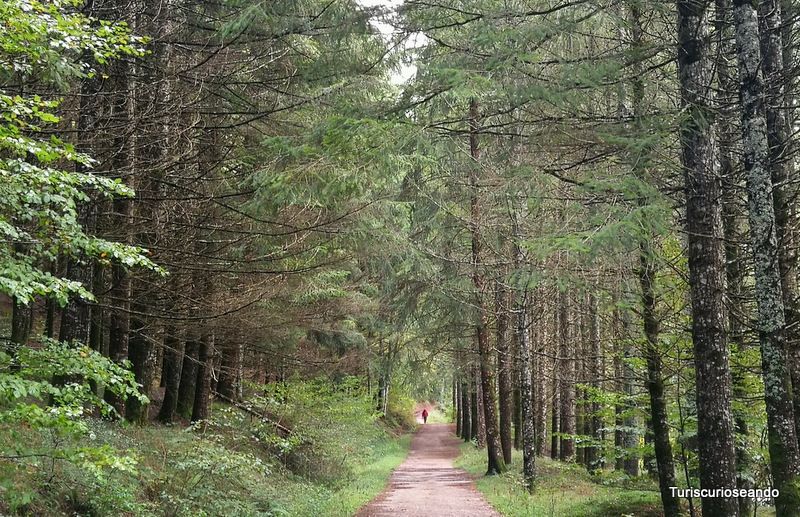 Visitar Navarra en otoño: Pamplona, Selva de Irati y Valles del Roncal y Belagua