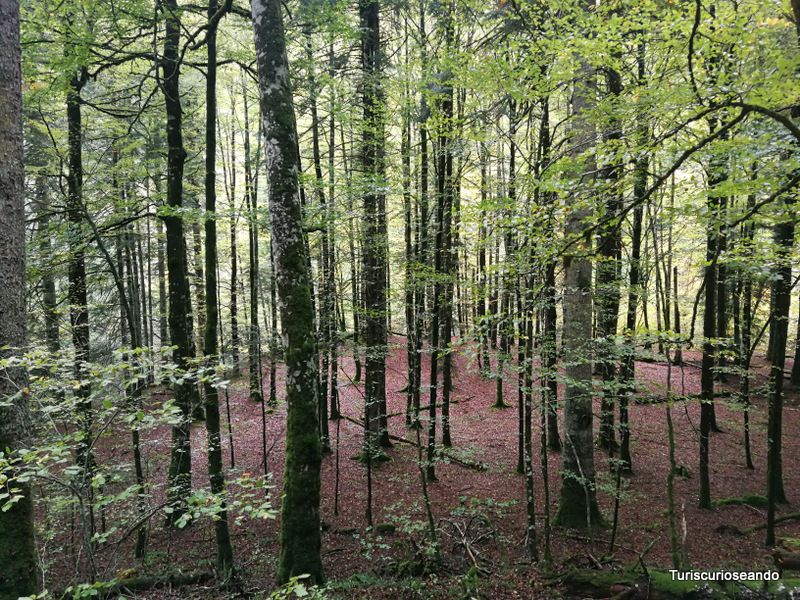 Visitar Navarra en otoño: Pamplona, Selva de Irati y Valles del Roncal y Belagua