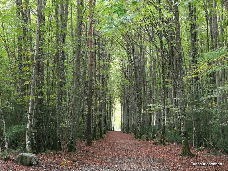 Visitar Navarra en otoño: Pamplona, Selva de Irati y Valles del Roncal y Belagua