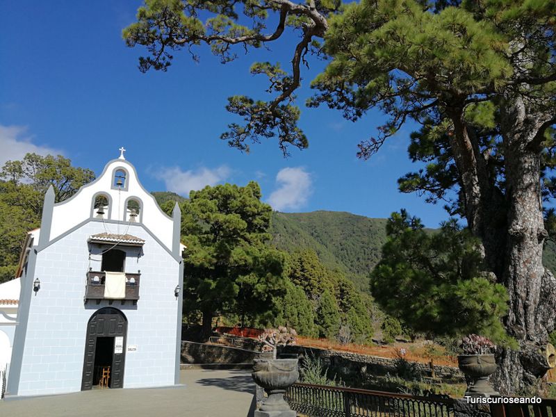 Ermita en El Paso y pino más antiguo de Canarias