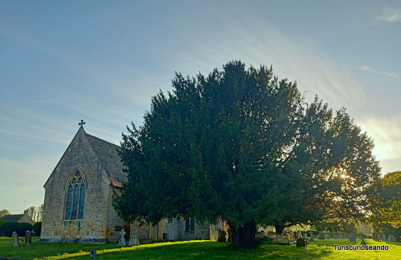 14 RUTAS EN COCHES POR LOS COTSWOLDS. Iglesia y árbol frondoso en Long Compton
