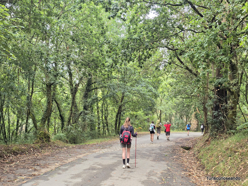 Etapa O Pedrouzo a Santiago de Compostela: Peregrina en camino desde Lavacolla